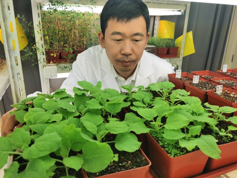 分子植物科学卓越创新中心荣获中科院、上海分院 “两优一先”多项表彰----中国科学院上海分院