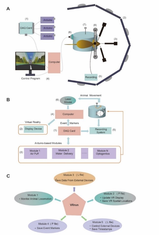 脑科学与智能技术卓越创新中心徐春研究组开发场景认知研究的VR平台----中国科学院上海分院