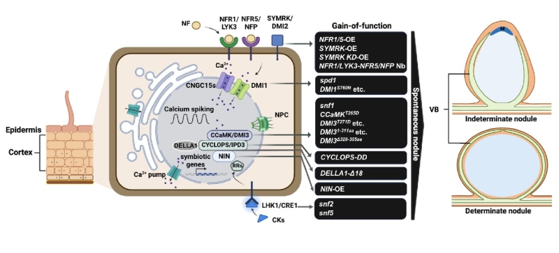 谢芳研究组受邀在Current Opinion in Plant Biology上发表豆科根瘤器官发育的综述----中国科学院上海分院